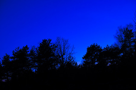 night forest on the background of Blue Skyの写真素材