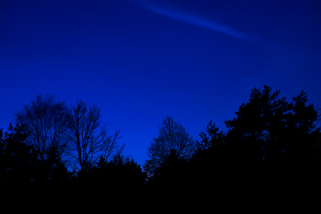 night forest on the background of Blue Skyの写真素材