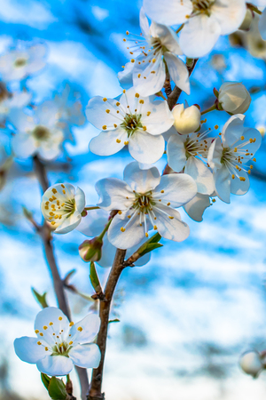 blossoming plum against the blue skyの写真素材
