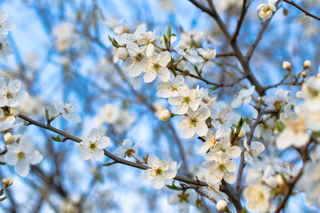blossoming plum against the blue skyの写真素材