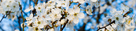 blossoming plum against the blue skyの写真素材