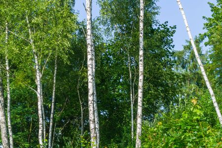 Trunks of birch trees in summerの写真素材