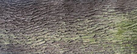 Embossed texture of the bark of oak
