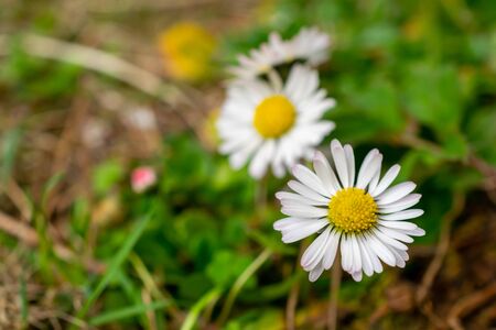 Flowers growing on grassy fieldの写真素材