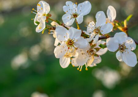 cherry blossoms on a green backgroundの写真素材