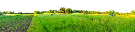 field with potatoes and meats. isolated.の写真素材