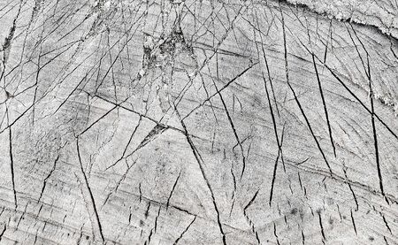 cracked birch wood texture or backgroundの写真素材