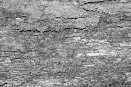 Embossed texture of the bark of oak.の写真素材