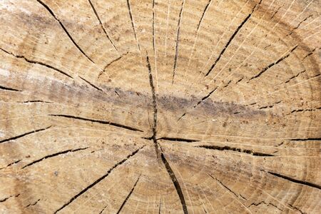 close up of wooden stumpの写真素材