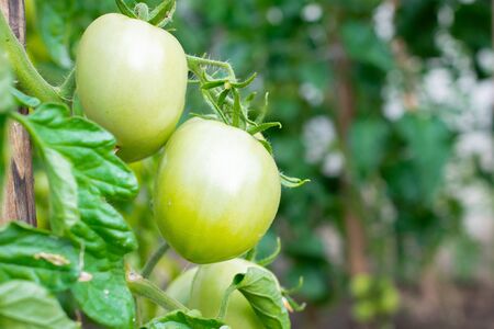 Green tomatoes hanging from branch in the backyardの写真素材