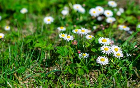 Flowers growing on grassy fieldの写真素材