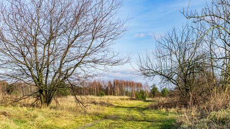 Dirt road through the forest. A nice sunny dayの写真素材