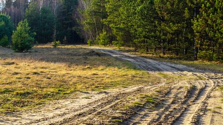 Dirt road through the forest. A nice sunny day