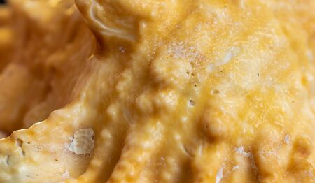 creamy sea snail shell. texture or background