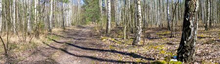 road through the birch forest on a beautiful sunny dayの写真素材