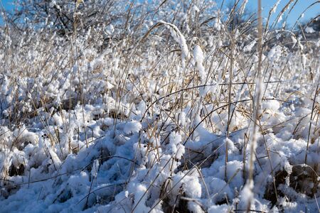 grass covered with snow and frost, macro photoの写真素材