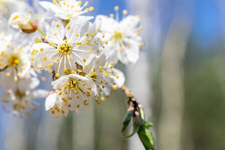 white plum blossoms against a blue sky backgroundの写真素材