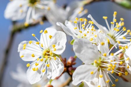 white plum blossoms against a blue sky backgroundの写真素材
