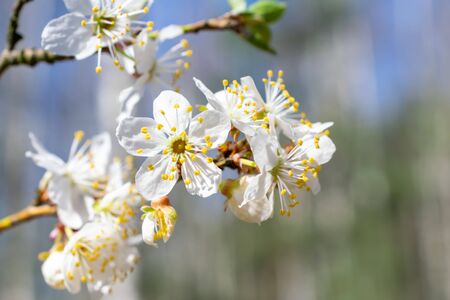 white plum blossoms against a blue sky backgroundの写真素材