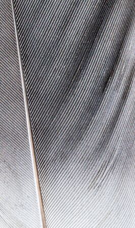 gray feather pigeon macro photo. texture or backgroundの写真素材