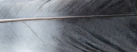 gray feather pigeon macro photo. texture or backgroundの写真素材