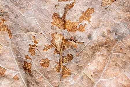 macro photo of an old brown oak leafの写真素材