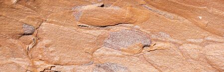 brown pine bark with visible details. texture or backgroundの写真素材