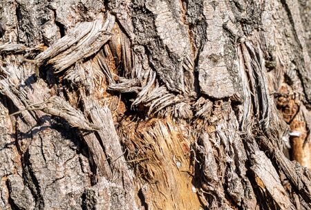willow bark with visible details. texture or backgroundの写真素材