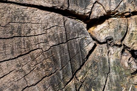old cracked wood with visible details. texturaの写真素材