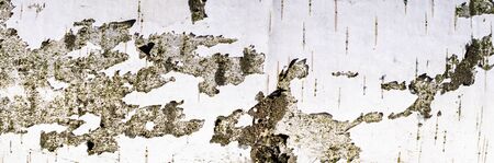 birch bark macro photo. texture or backgroundの写真素材