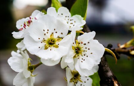 white pear flowers on small backgroundの写真素材