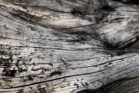old cracked wood with visible details. texturaの写真素材