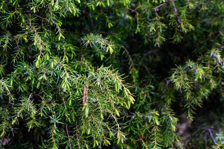 Twig of common juniper with blue berriesの写真素材