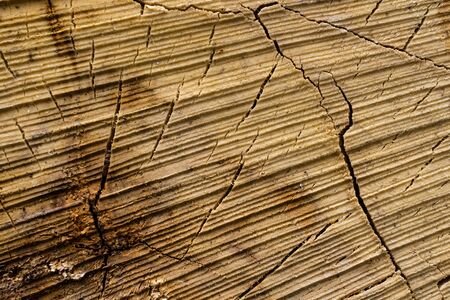 close up of wooden stumpの写真素材