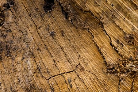 close up of wooden stumpの写真素材