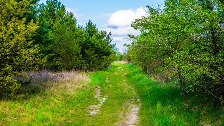 dirt road through the forestの写真素材