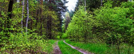 dirt road through the forestの写真素材