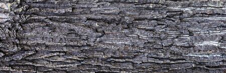 oak bark with visible details of background or textureの写真素材