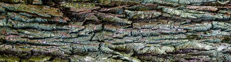 oak bark with visible details of background or textureの写真素材