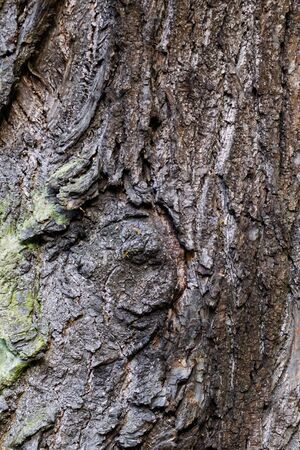 oak bark with visible details of background or textureの写真素材