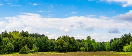 forest on a beautiful sunny dayの写真素材
