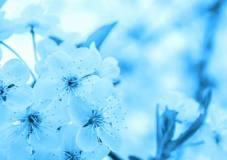 cherry blossoms in blue colorsの写真素材
