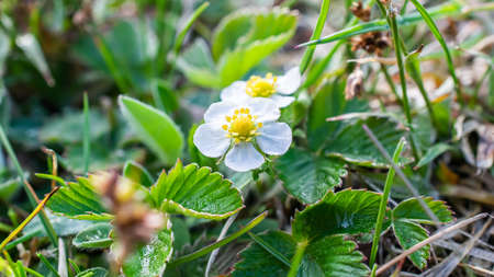 White wild strawberry flowers on a sunny day