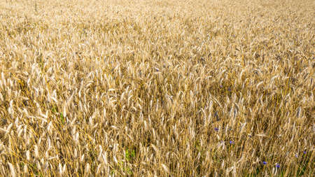 ears of ripe barley. backgroundの写真素材