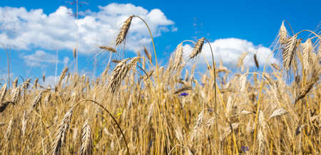 ears of ripe barley against the blue skyの写真素材