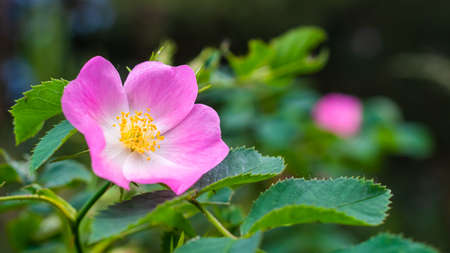 pink flowers of wild roseの写真素材
