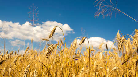 ears of ripe barley against the blue skyの写真素材