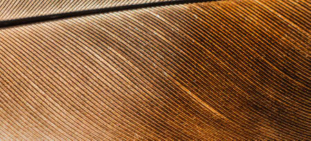 brown dove feather with visible detailsの写真素材