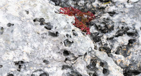 light limestone with interesting texture visible. backgroundの写真素材