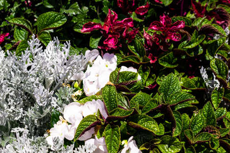 red and green leaves of plantsの写真素材